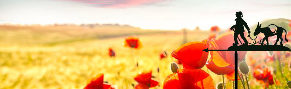 coquelicot et girouette meunier